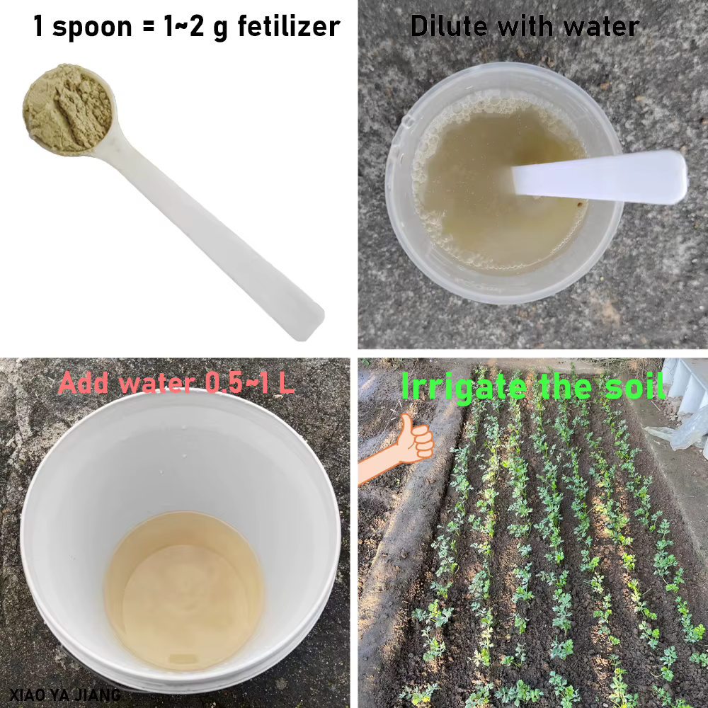 Fertilisateur microbien biologique Paenibacillus Mucilaginous Bacillus