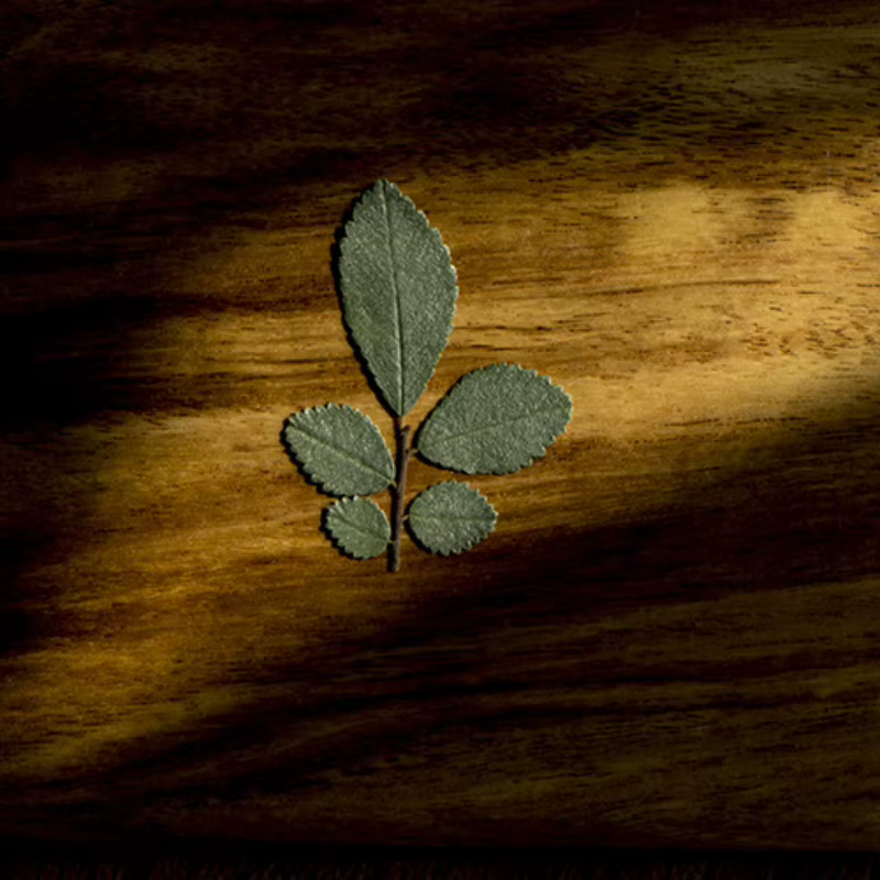 24 pièces/4-5cm, vraies feuilles d'orme pressées fleur