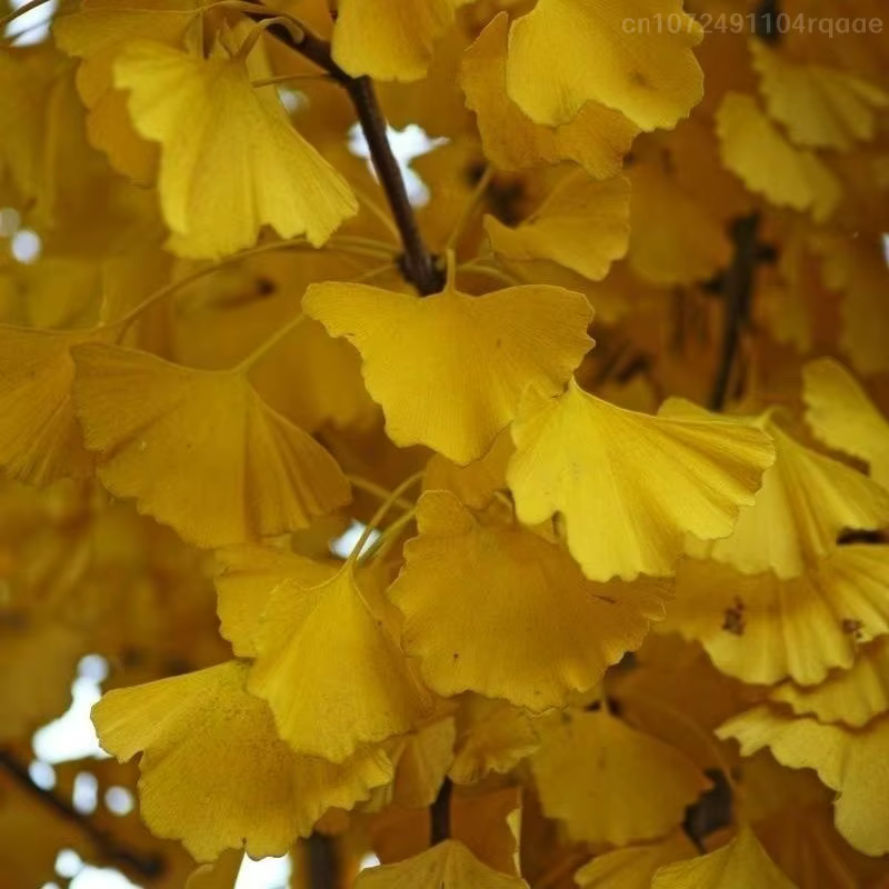 Feuilles séchées naturelles de Ginkgo Biloba
