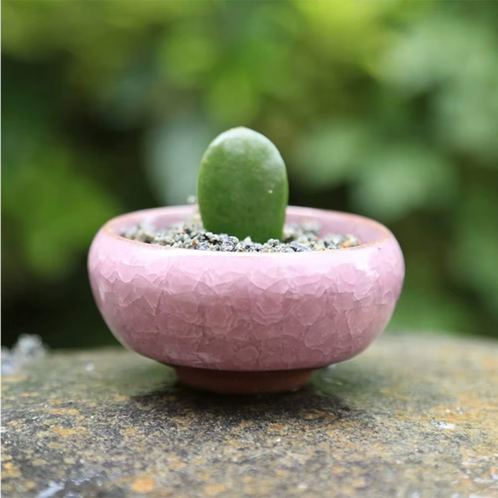 Pots de fleurs en céramique