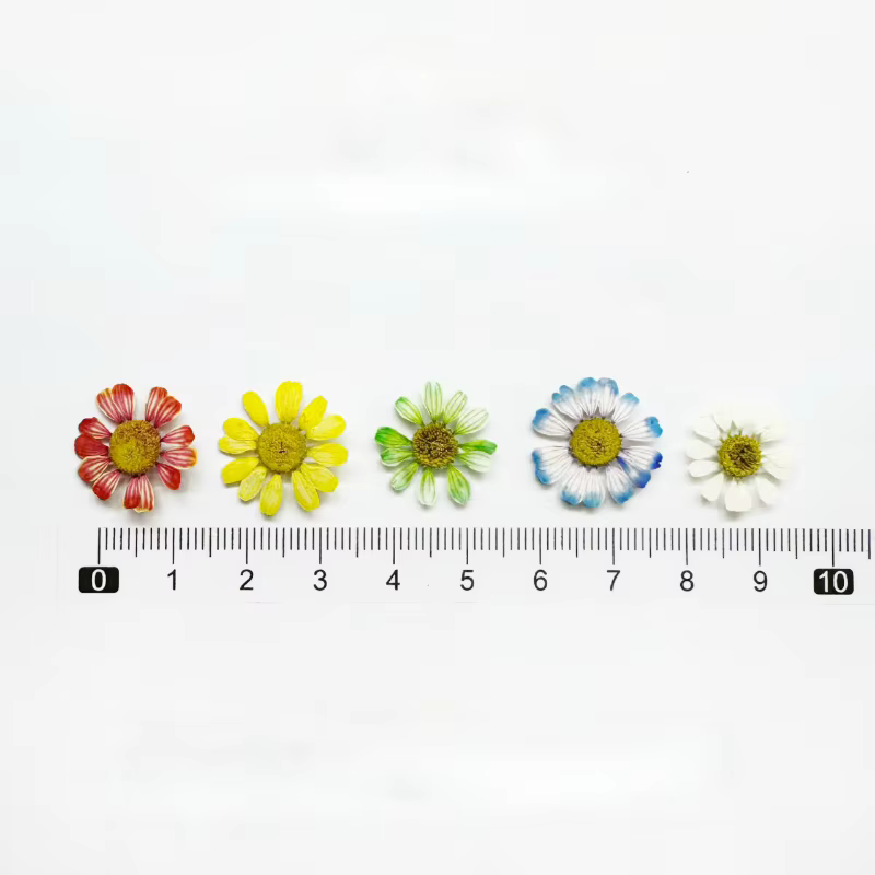 12 pièces/1-2 cm, Mini fleur sèche naturelle camomille