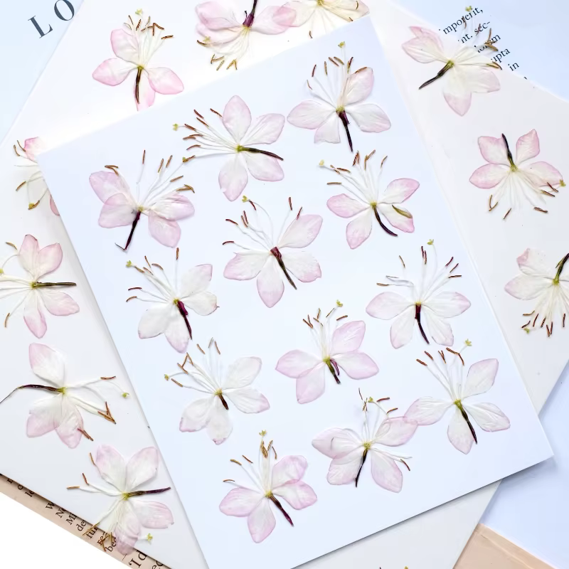 Kit d'échantillons de fleurs pressées séchées