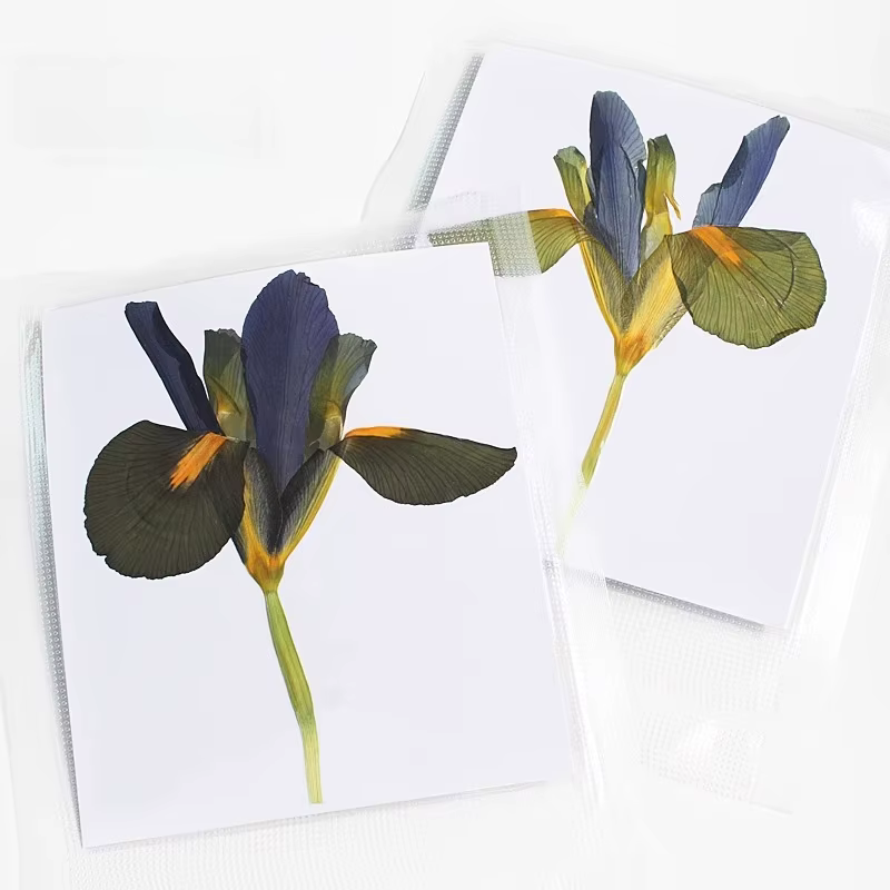 1 pièces/12-14cm, nouvelles fleurs pressées Iris réel demi-coupe fleur sèche primaire bricolage plante cadre Photo époxy carte de voeux aromathérapie