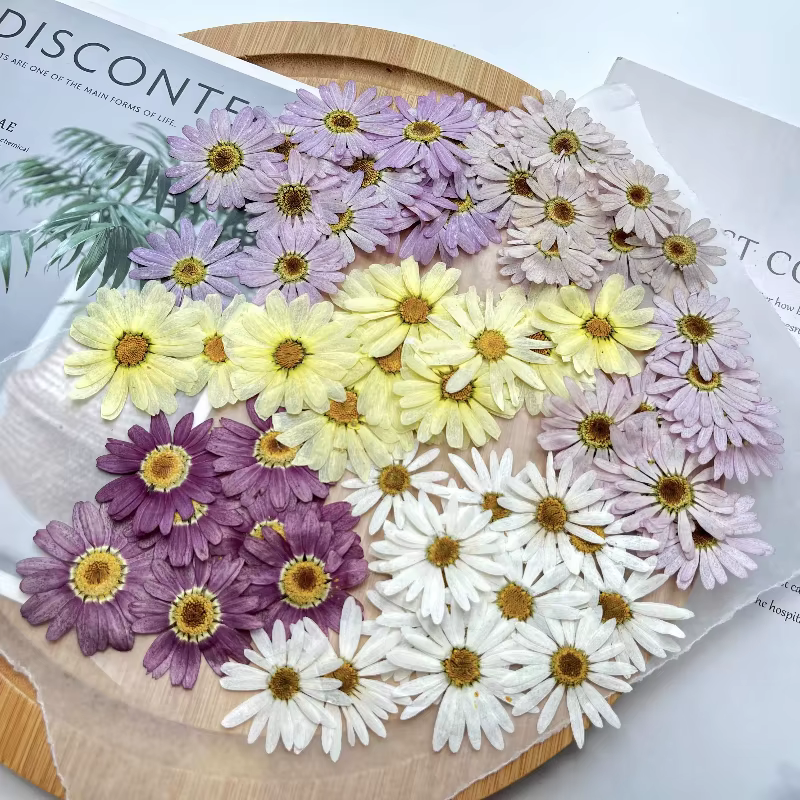 8 pièces, fleurs pressées séchées de marguerite | Marque-page de décoration de visage