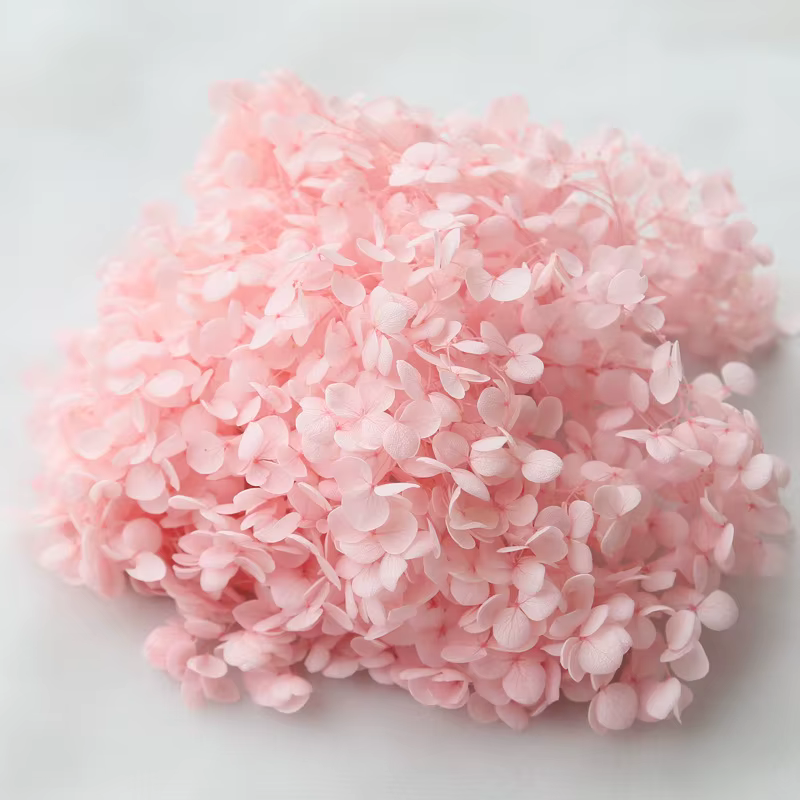 Petite feuille d'hortensia Anna éternelle conservée