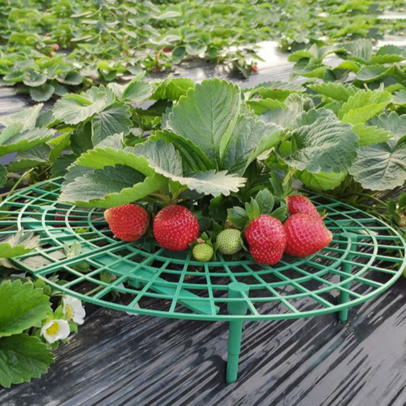 Plateau de plantation de fraises