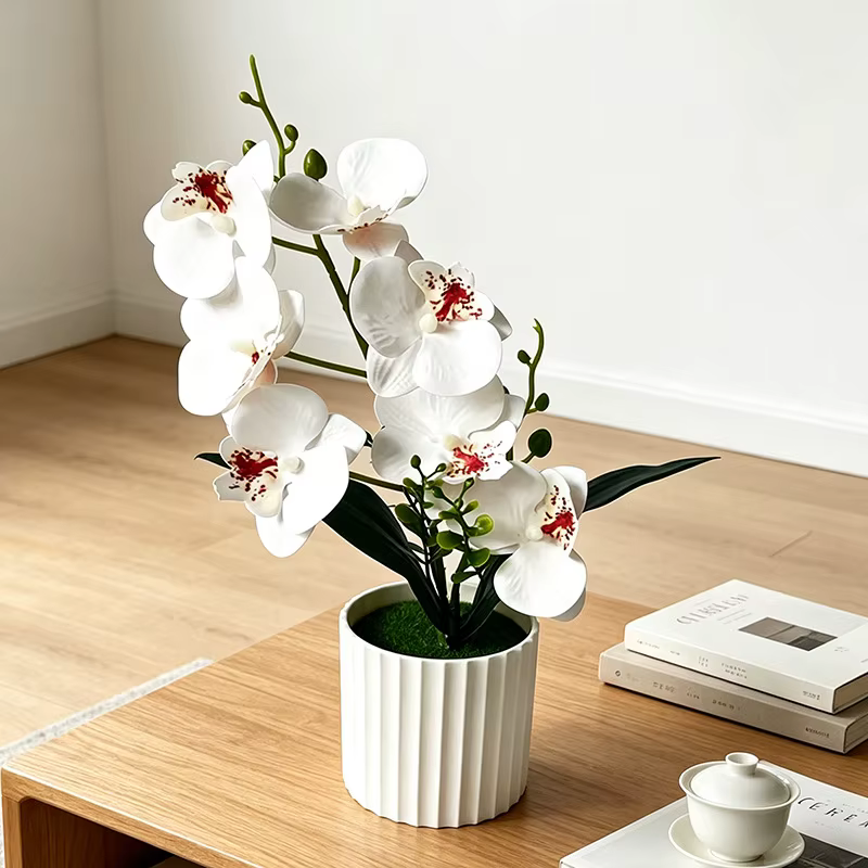 Orchidée Papillon à 7 Fleurs