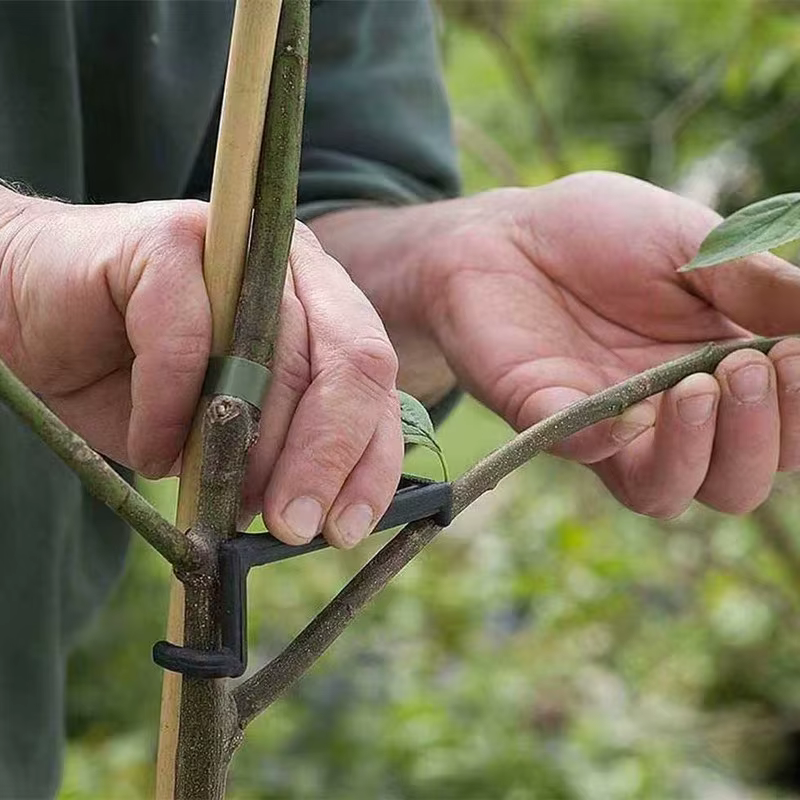 Extracteur de branches d'arbres fruitiers