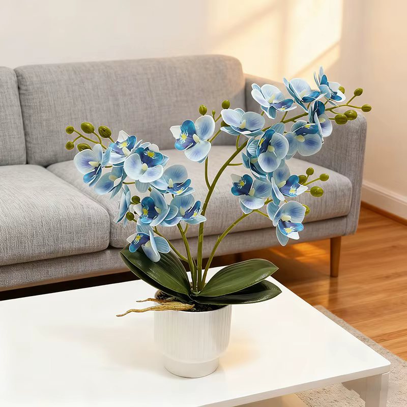 21 plantes en pot d'orchidées papillon