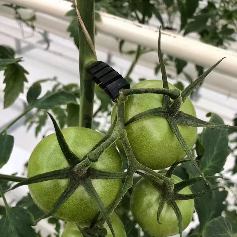 20 pinces de fixation pour tiges de tomates