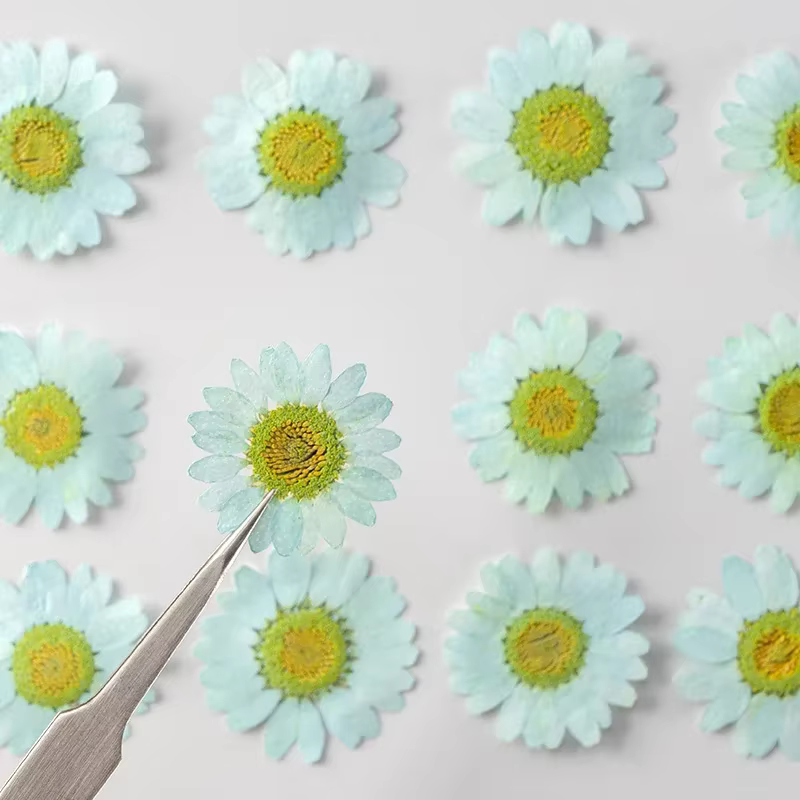 Fleurs séchées pressées pour résine