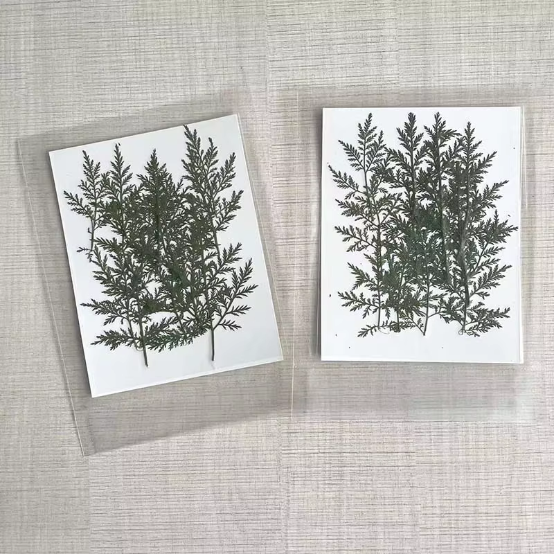 Feuilles naturelles séchées et pressées