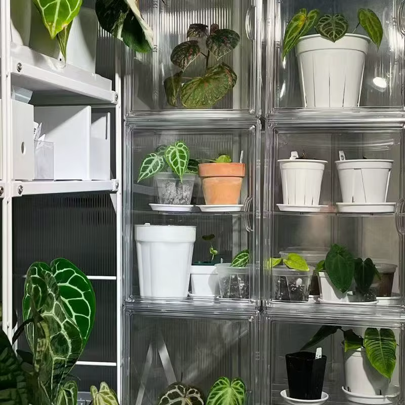 Boîte d'incubation de plantes