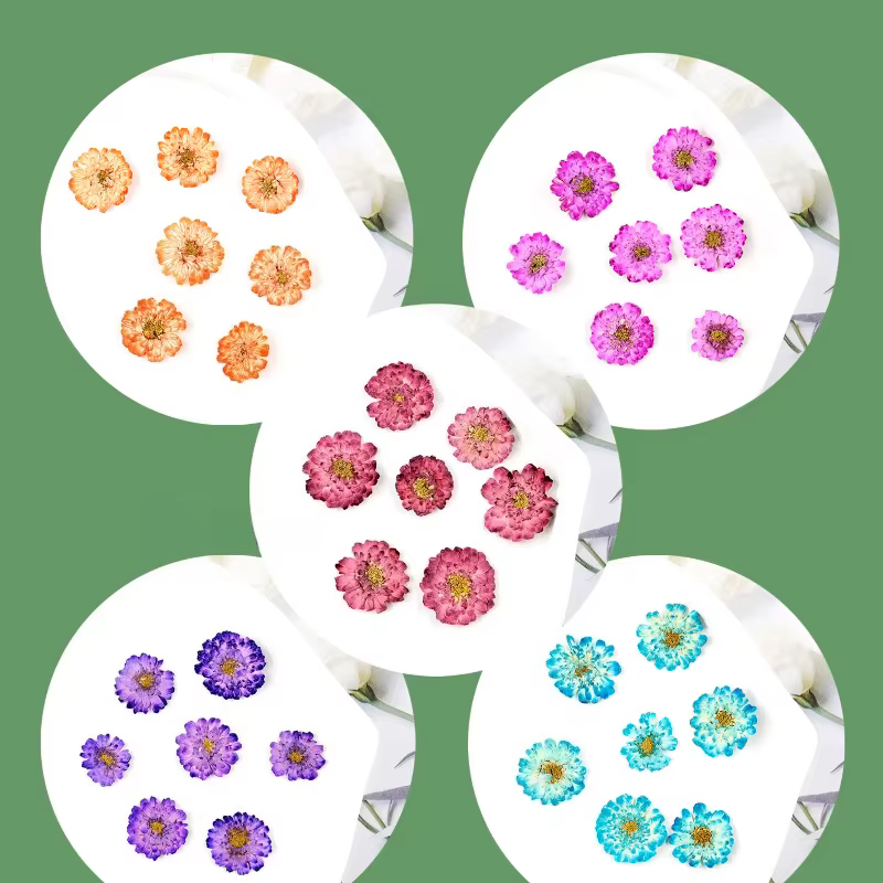 12 pièces/1-2 cm, mini fleurs séchées de marguerite et de camomille pressées