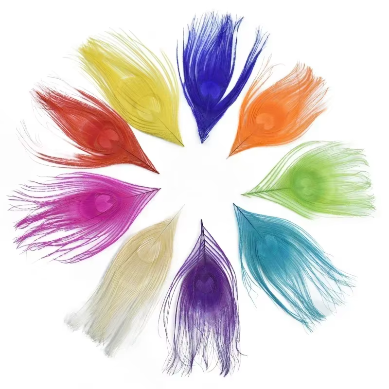 Plumes de paon colorées