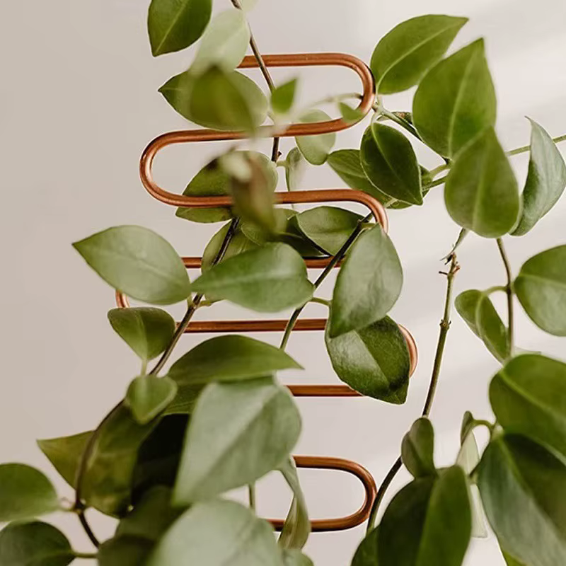 Support d'escalade de tige de plante
