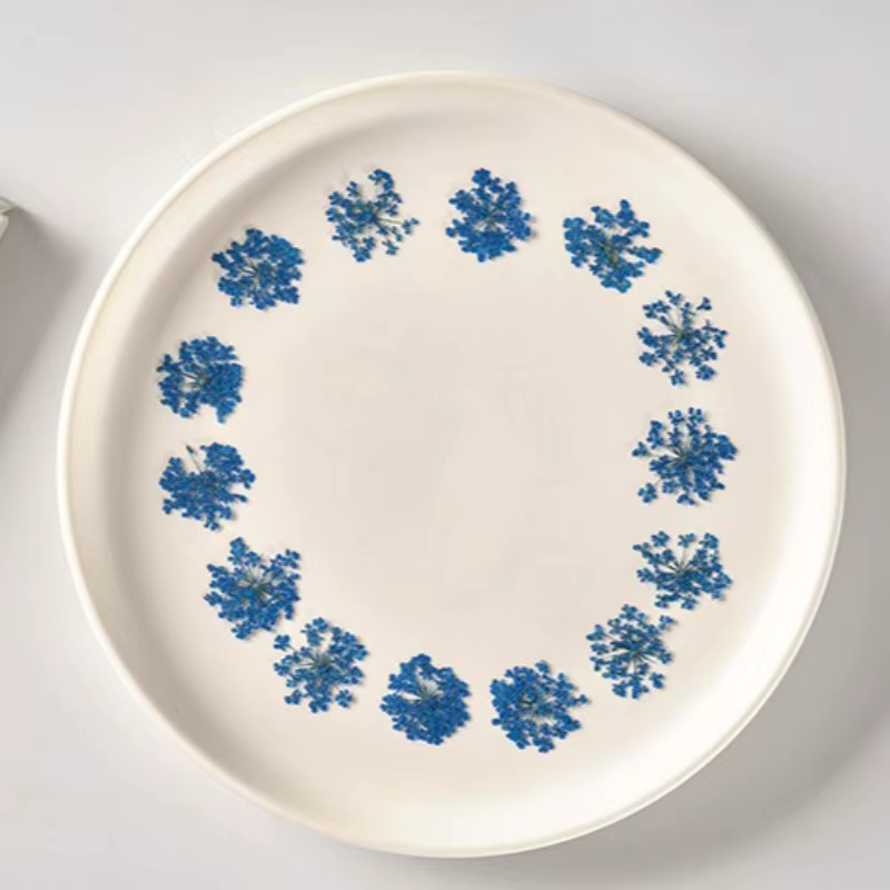 Fleurs séchées pressées pour résine Art Ammi Majus