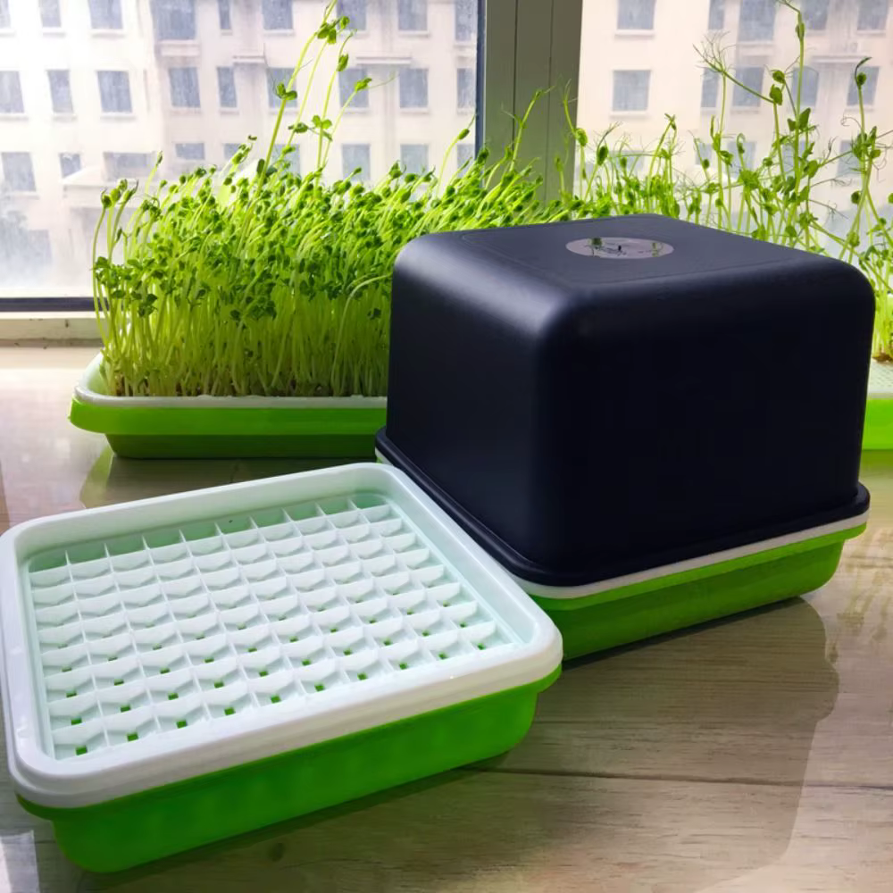 Plante hydroponique d'arachide