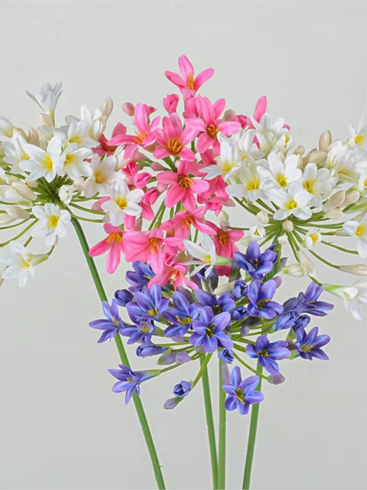 Branche d'agapanthus africaine de luxe