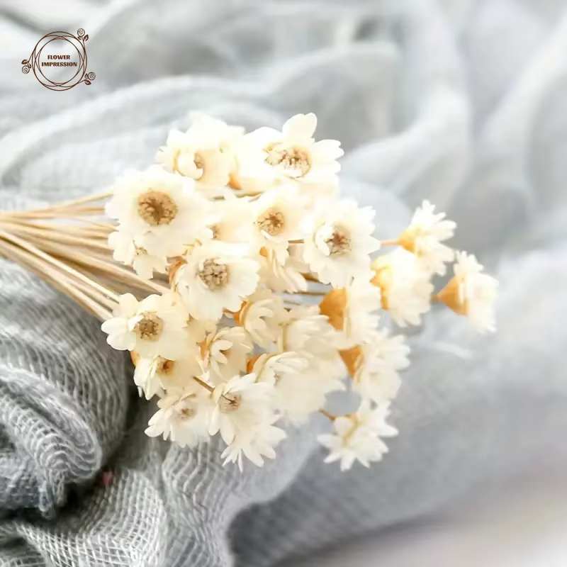 50pcs petite étoile marguerite fleurs séchées décor de mariage