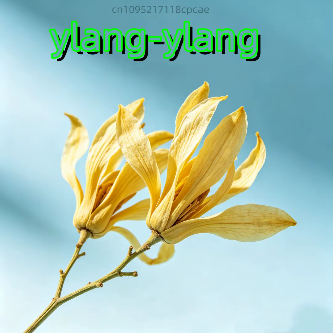  Fleurs d'Ylang Ylang séchées 100% naturelles de qualité supérieure