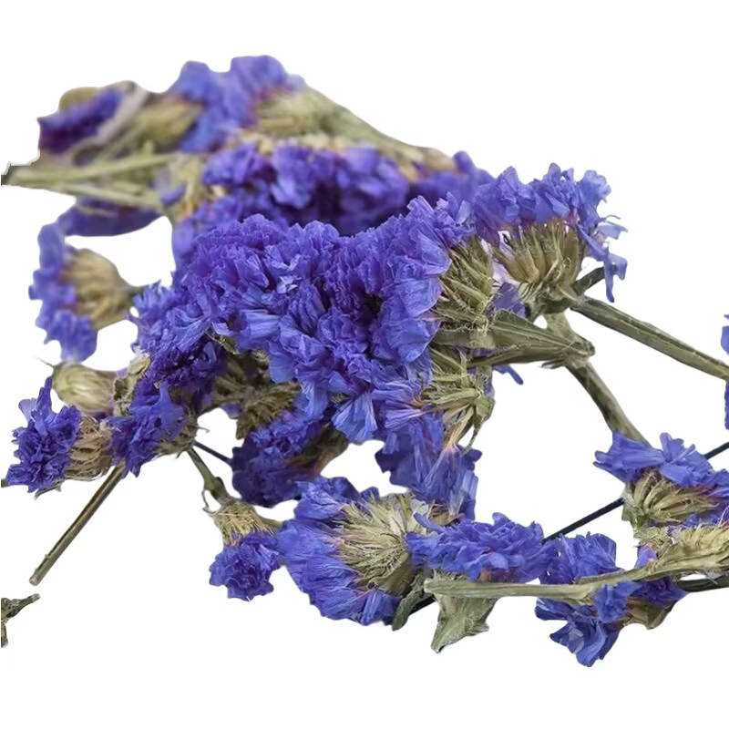 Myosotis bleu de haute qualité