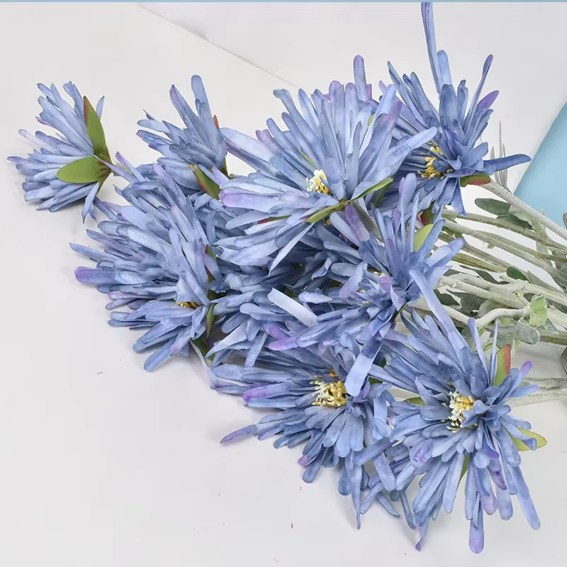 Griffe de crabe chrysanthème