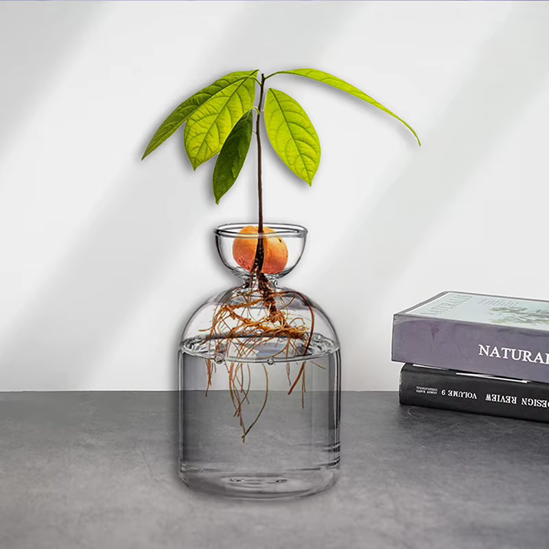 Vase de démarrage de graines d'avocat