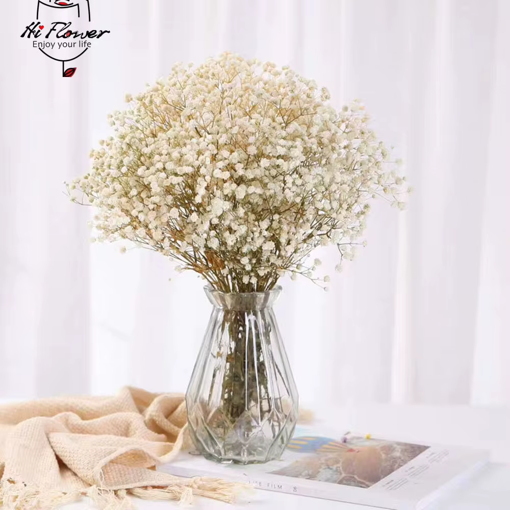 Fleurs séchées naturelles conservées Gypsophila Paniculata
