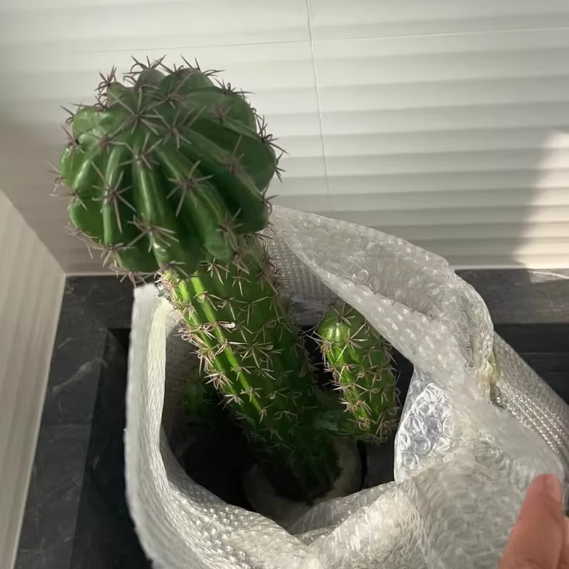 Grandes Plantes Artificielles pour Ornements de Salon