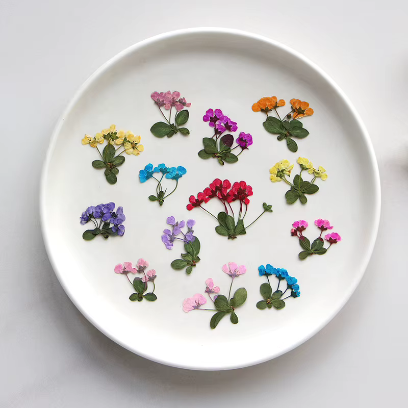 2-3cm/12pcs, Petites fleurs pressées