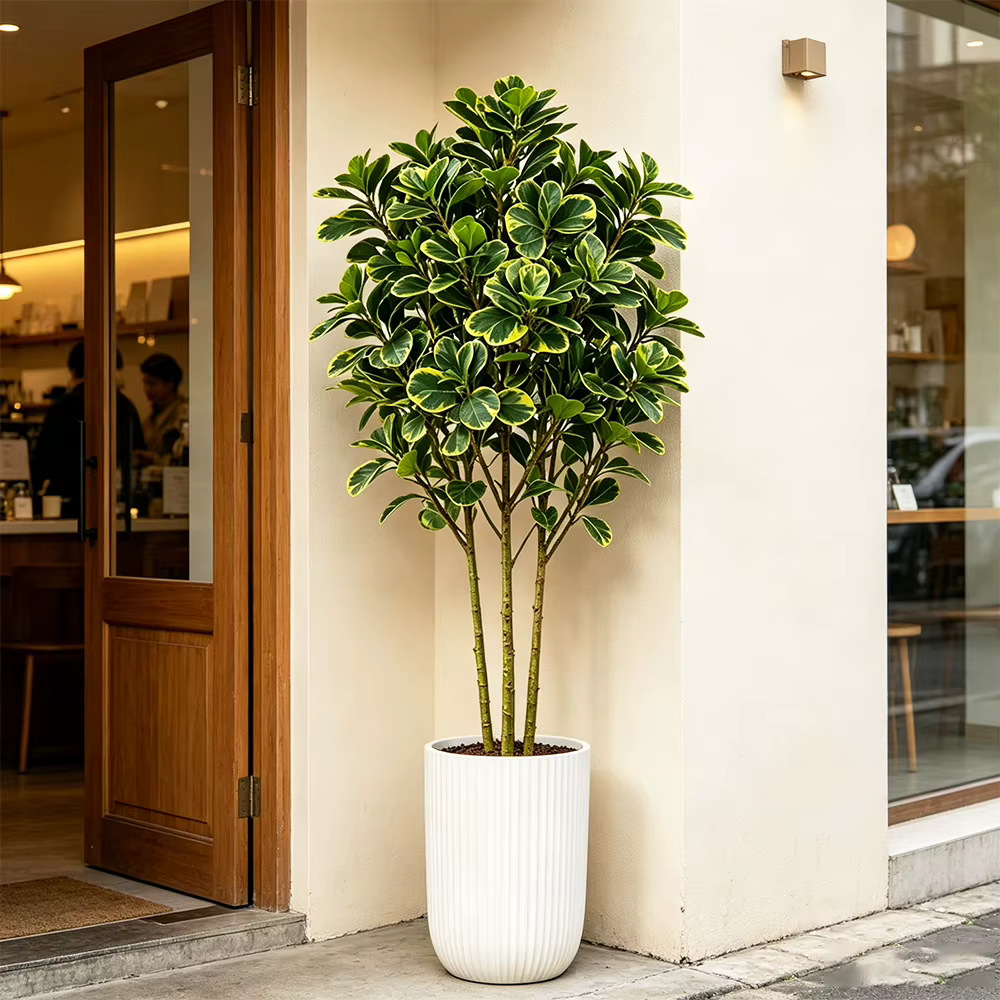 Arbre artificiel Ficus de 76 cm/115 cm