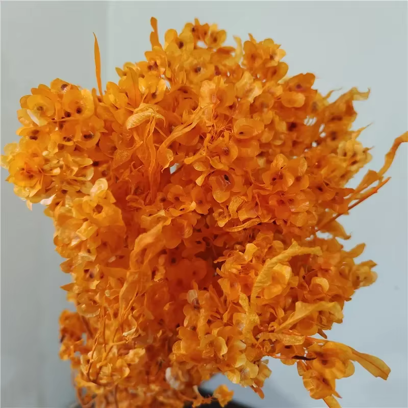 Bouquet de fleurs d'iris séchées