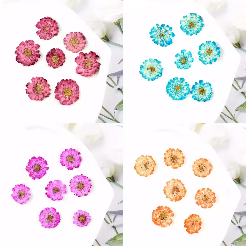 12 pièces/1-2 cm, mini fleurs séchées de marguerite et de camomille pressées
