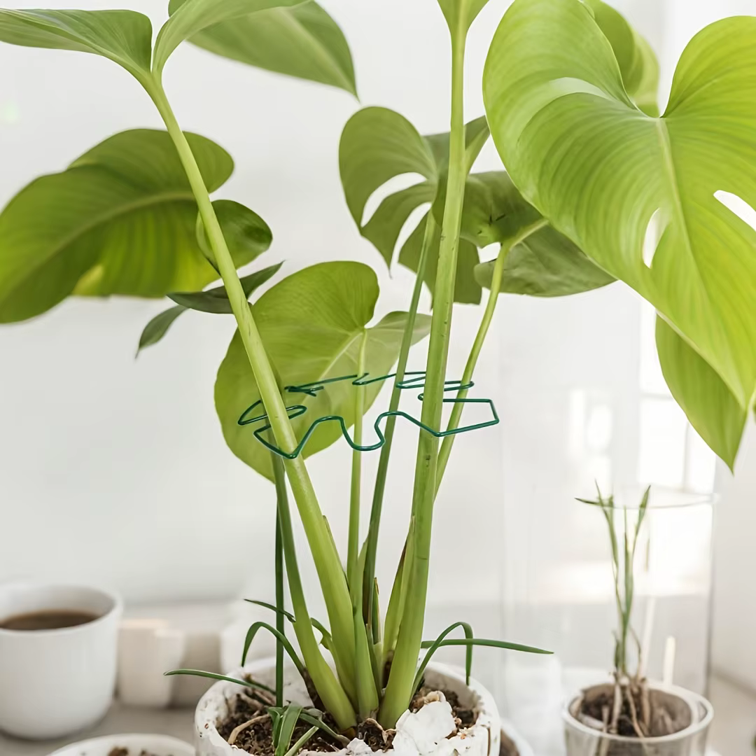 Système de support Monstera robuste – Entraîneur de plantes grimpantes en métal