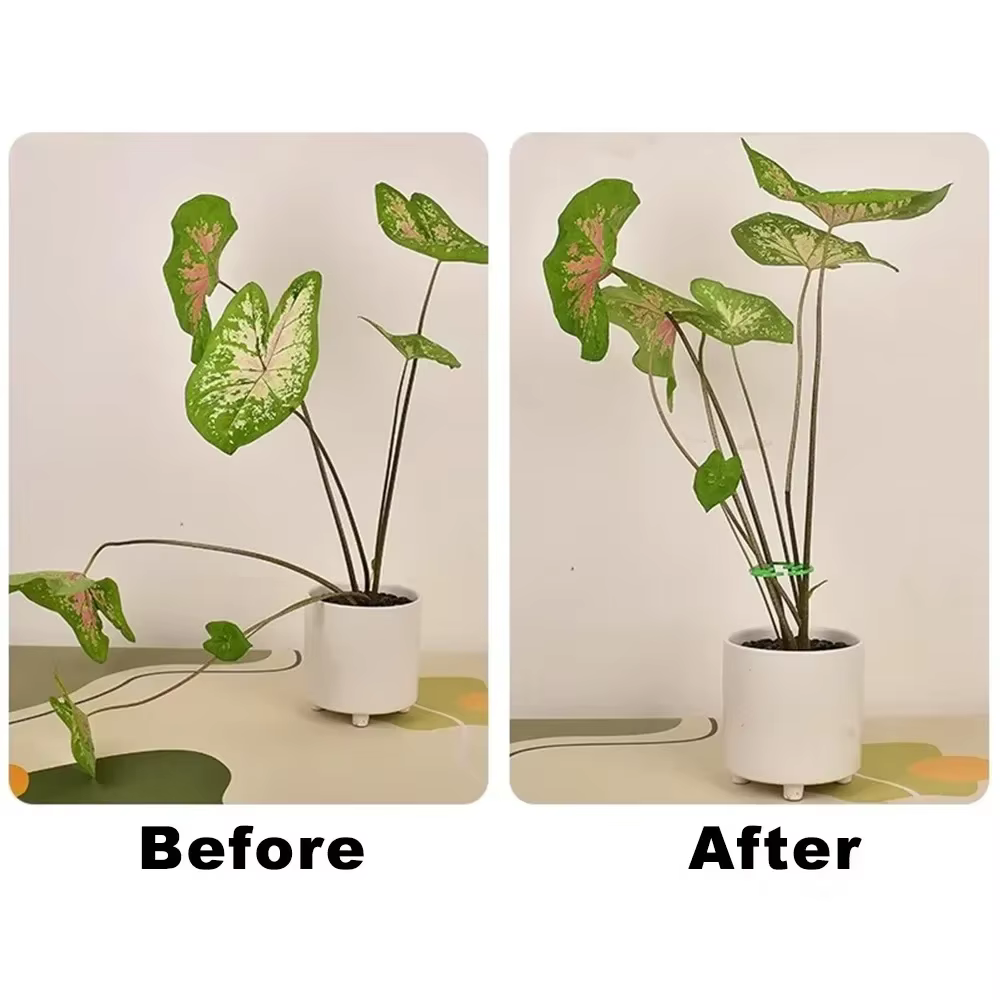 Supports de tiges de plantes