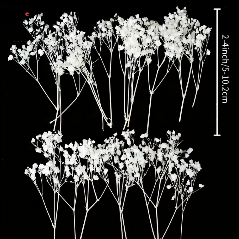 Lot de 50 mini-bouquets de fleurs séchées Gypsophile blanches