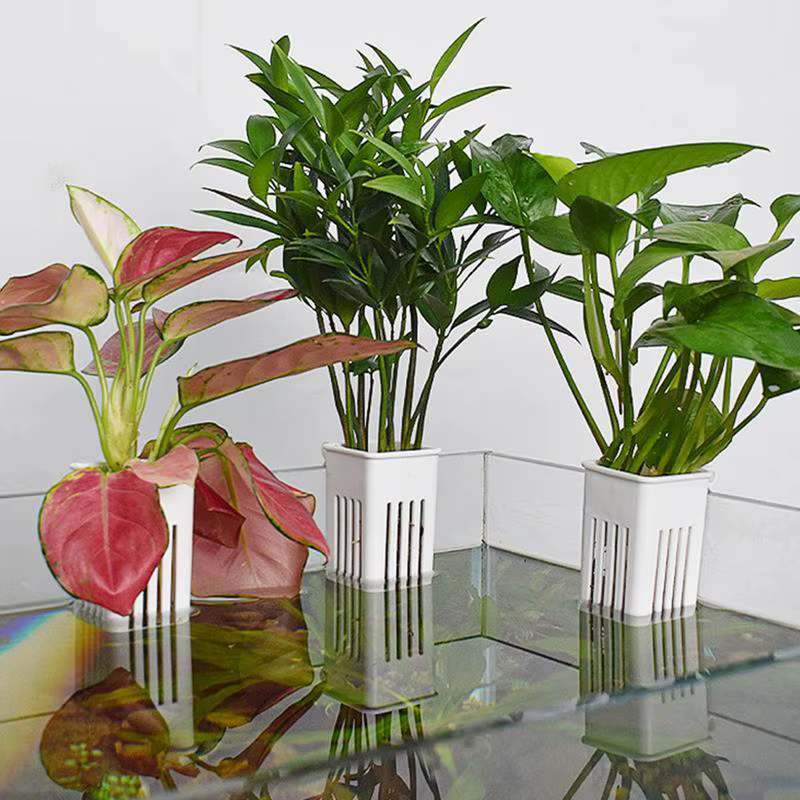 Porte-plante pour Poissons Précieux