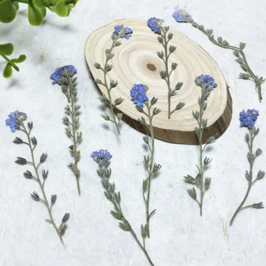 60X pressé séché naturel Myosotis Sylvatica Forgetmenot tige fleur plante herbier pour bijoux carte postale signet coque de téléphone