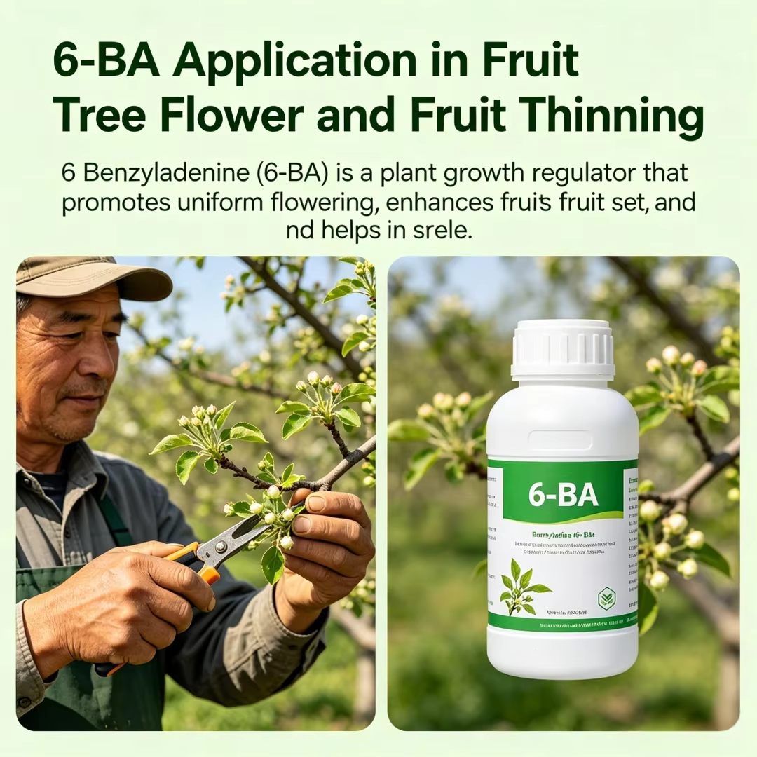 6-BA 6-Benzylaminopurine Cytokinine en poudre, régulateur de croissance des plantes, favorise la germination et la division cellulaire