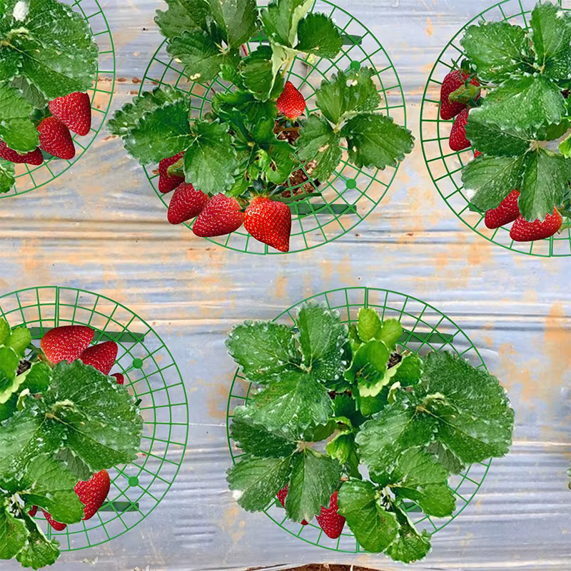 Support de plantes à fraises