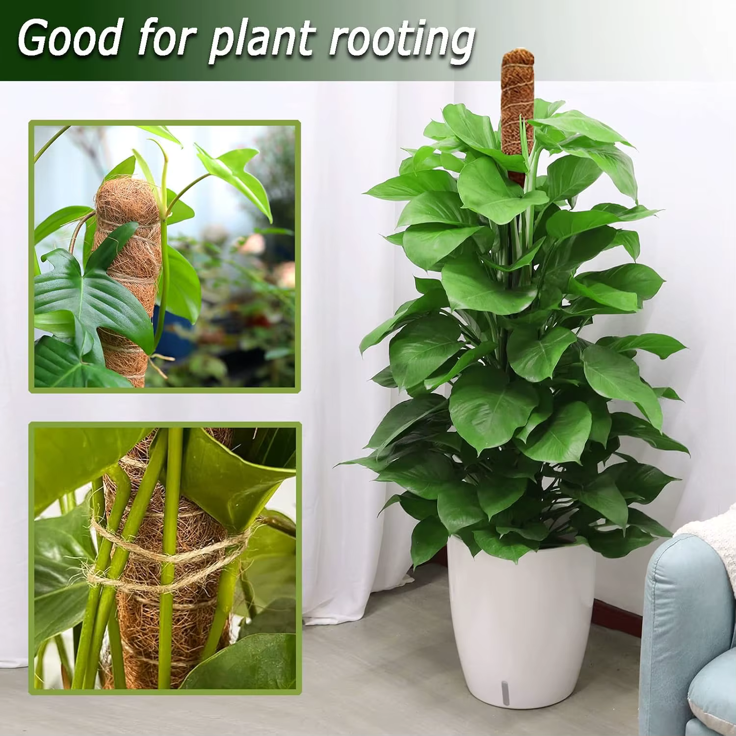 Poteaux Pliables pour Plantes Monstera