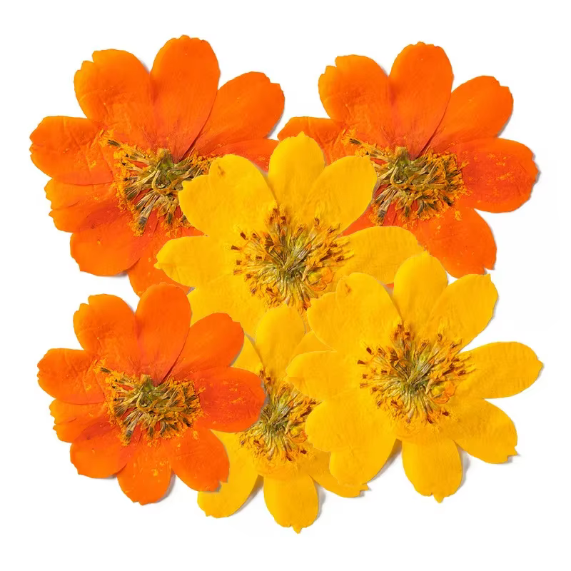 Têtes de fleurs de Cosmos Sulphureus séchées et pressées