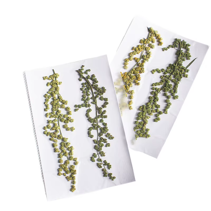 Nature Rousse Primary PMurcia Fleurs séchées DIY