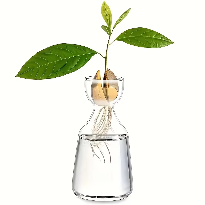 Kit de culture d'avocat - Vase de germination en verre pour les amateurs de jardinage