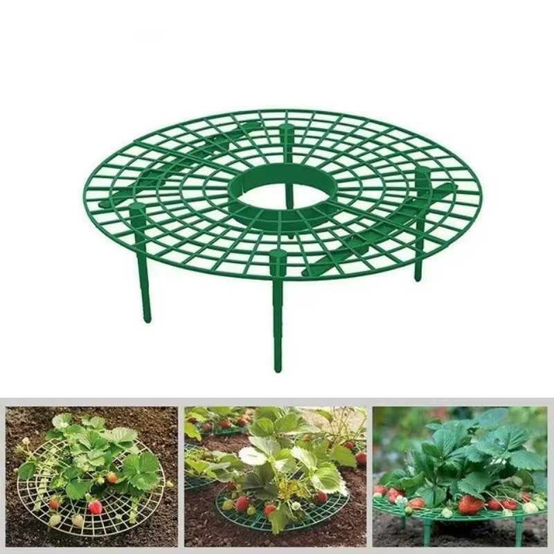 Plateau de plantation de fraises