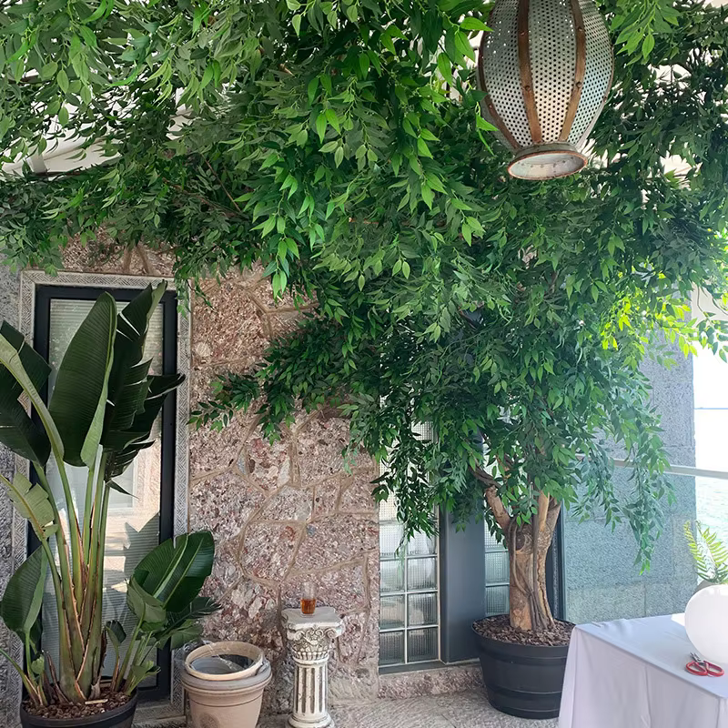 Plantes artificielles italiennes Ruscus