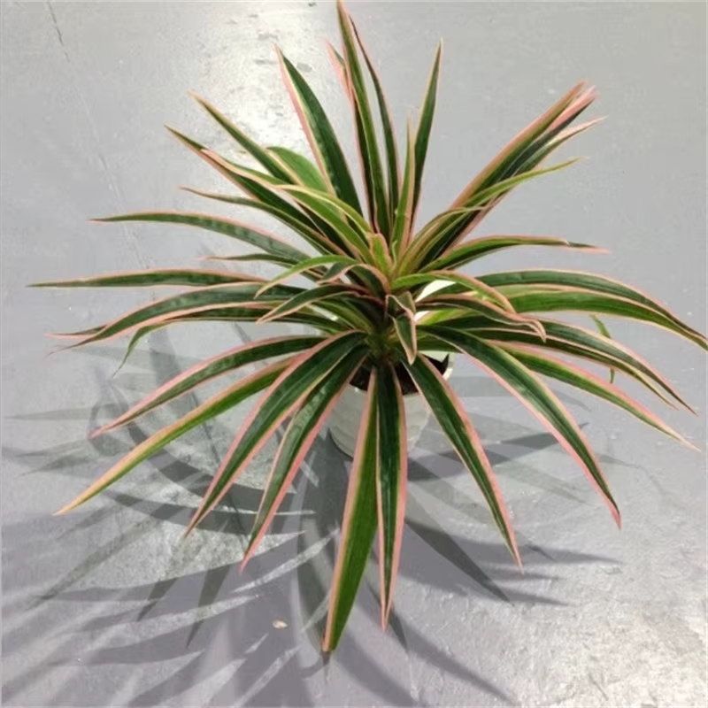 Plantes artificielles en plastique