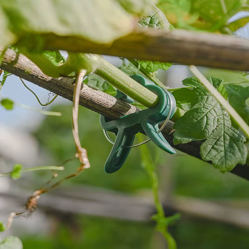 Clips fixes pour plantes