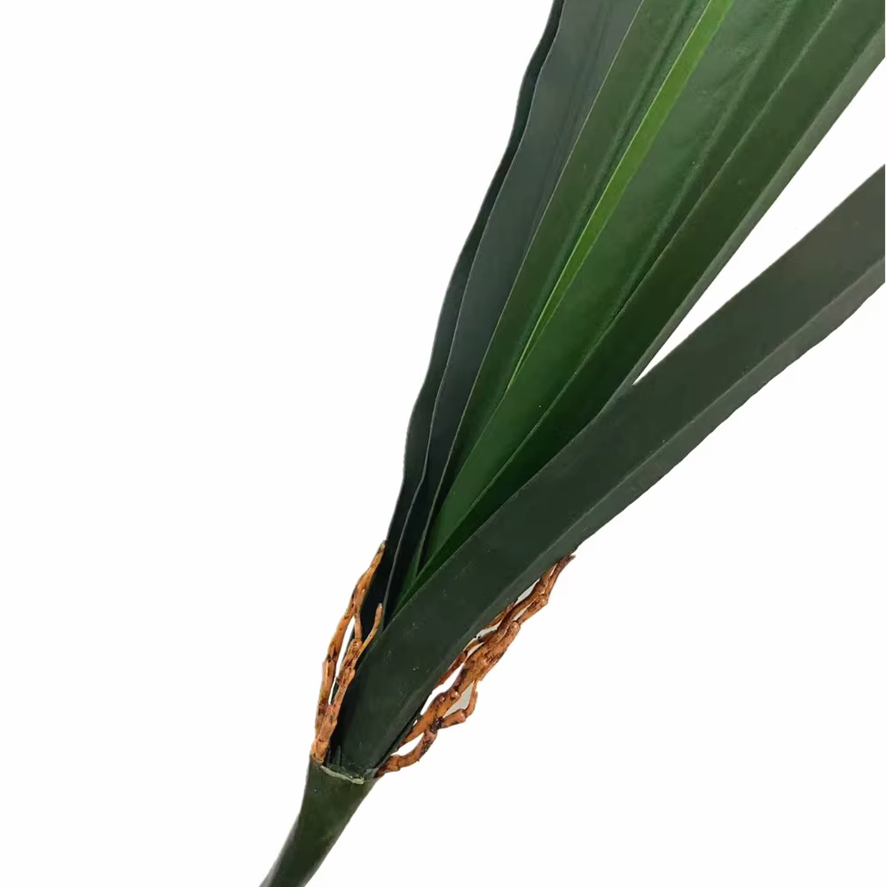 6 pièces de feuilles d'orchidée Cymbidium